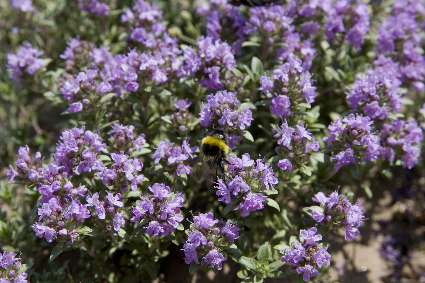 Изображение особи Thymus dahuricus.