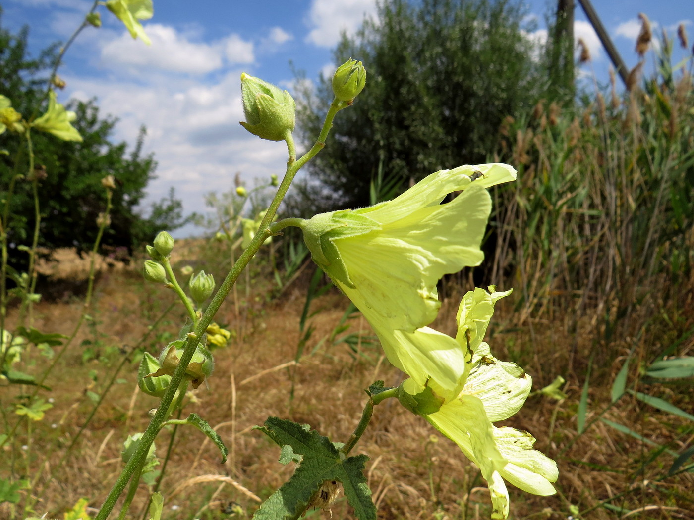 Image of Alcea rugosa specimen.