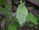 Salix caprea. Лист водяного побега с повреждениями (вид на абаксиальную поверхность). Чечня, Шаройский р-н, дол. р. Цесиахк, рядом с домом Мансура, выс. ок. 1500 м н.у.м. 28 июня 2024 г.