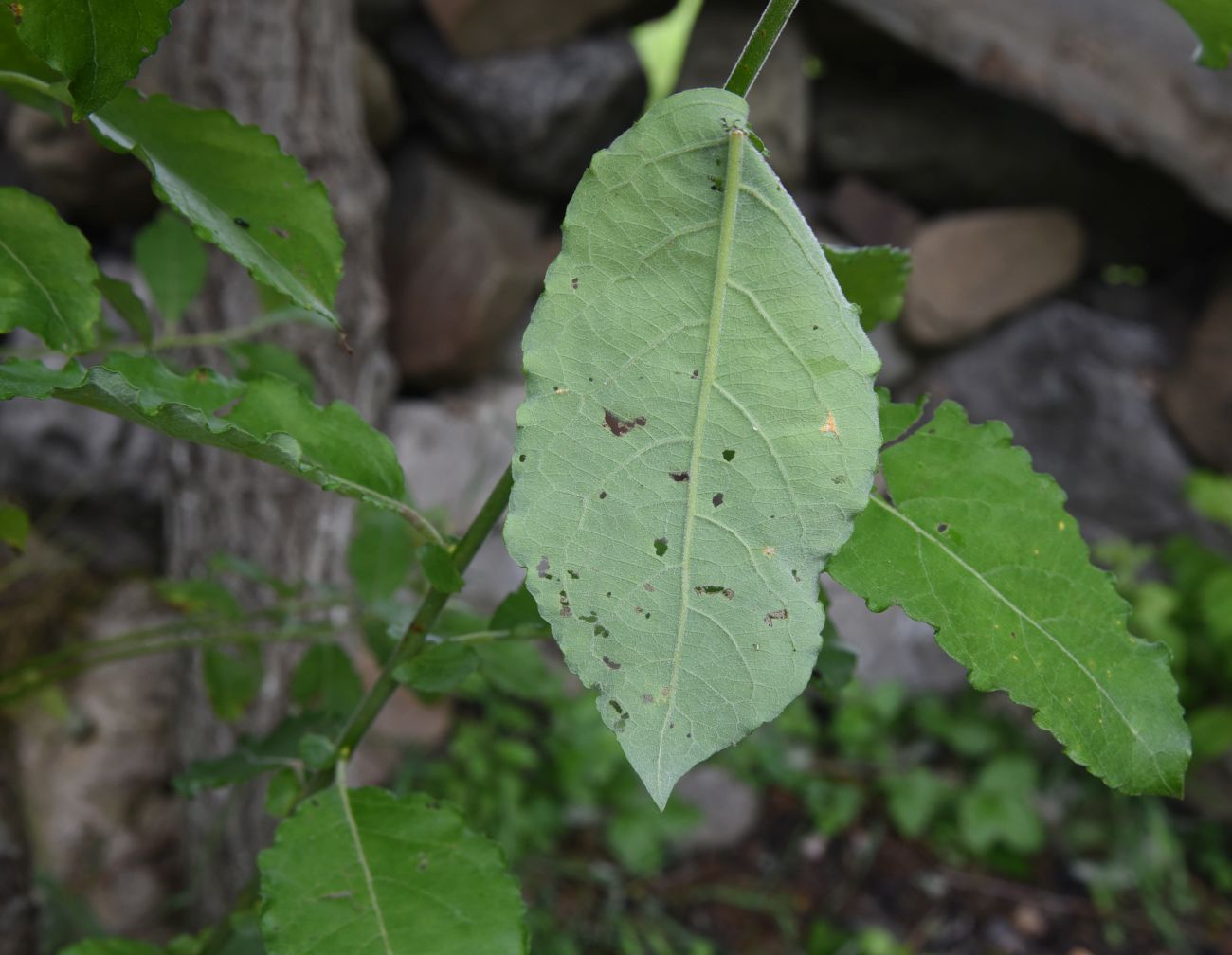 Image of Salix caprea specimen.