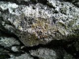 genus Lecanora