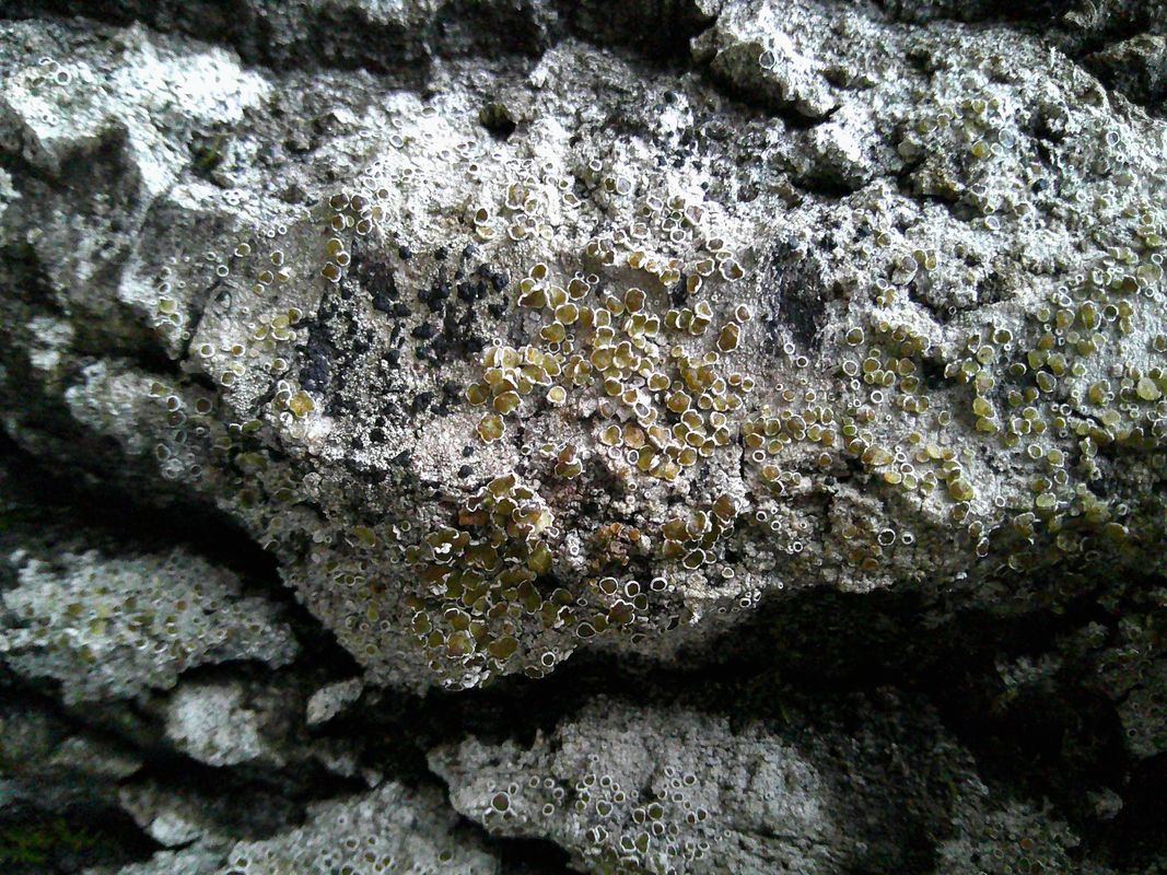 Image of genus Lecanora specimen.