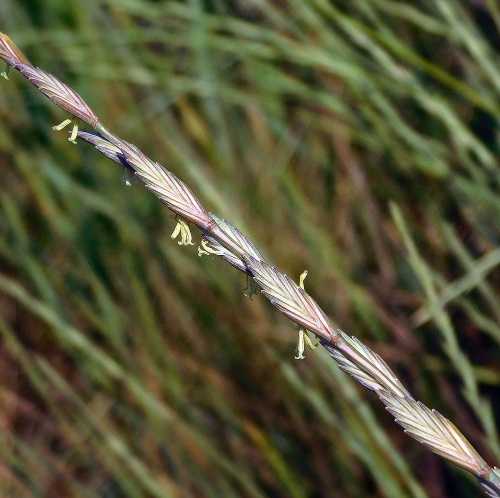 Image of Elytrigia obtusiflora specimen.