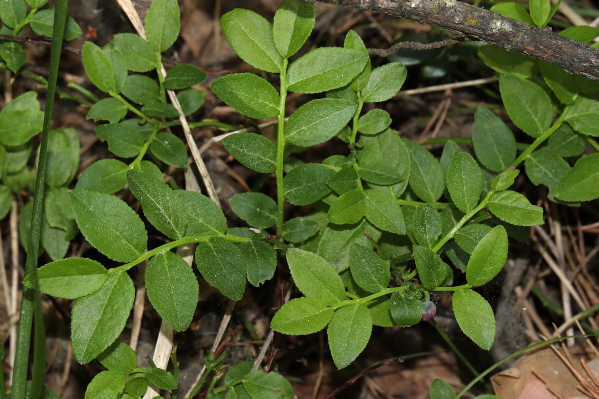 Image of Vaccinium myrtillus specimen.