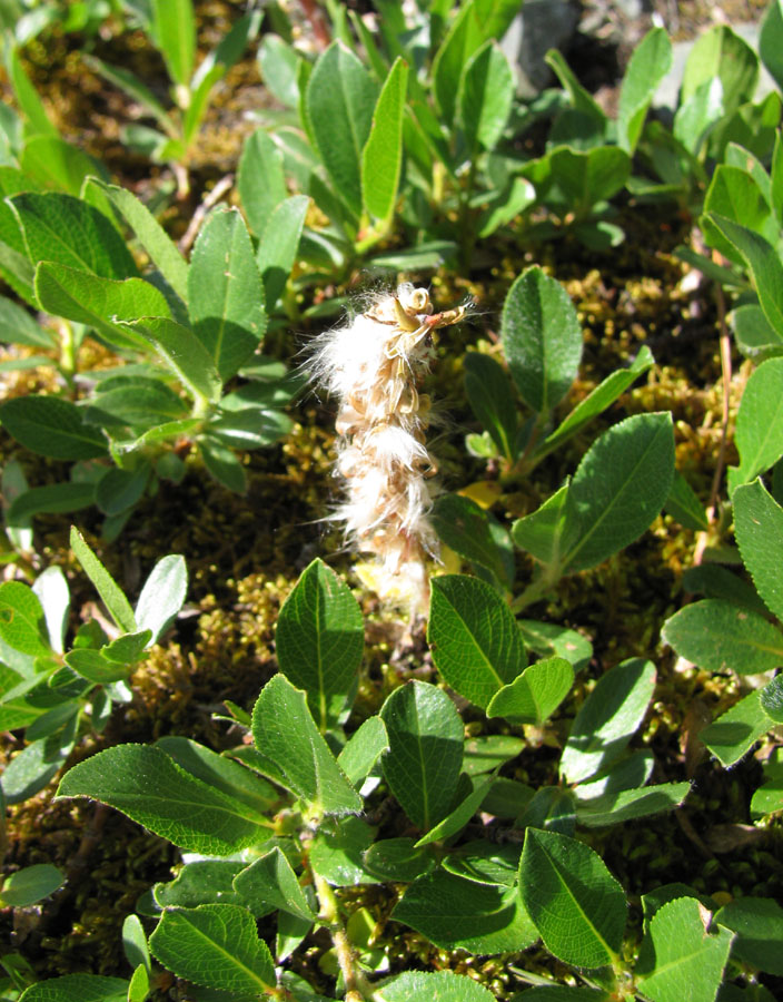 Image of genus Salix specimen.