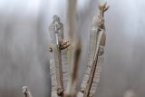 Смотреть изображение Euonymus sacrosanctus