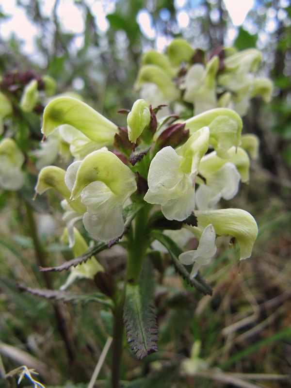 Image of Pedicularis lapponica specimen.