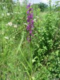 Anacamptis laxiflora subspecies elegans