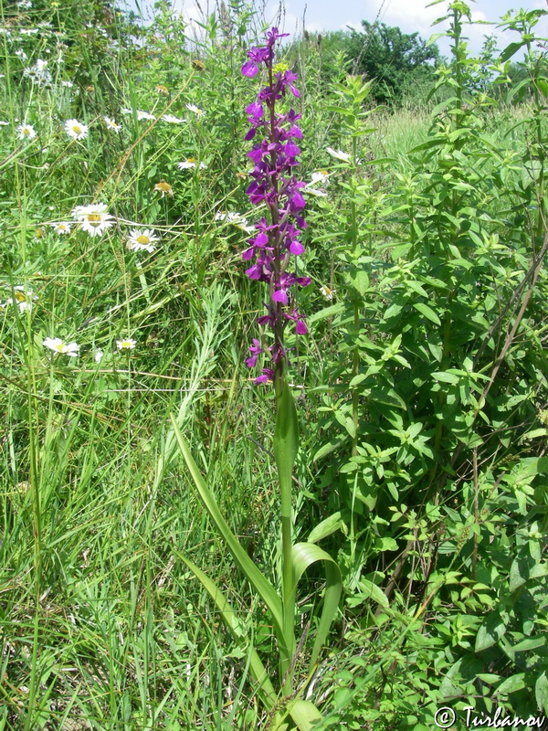 Image of Anacamptis laxiflora ssp. elegans specimen.