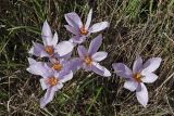 View full-size image Crocus pallasii