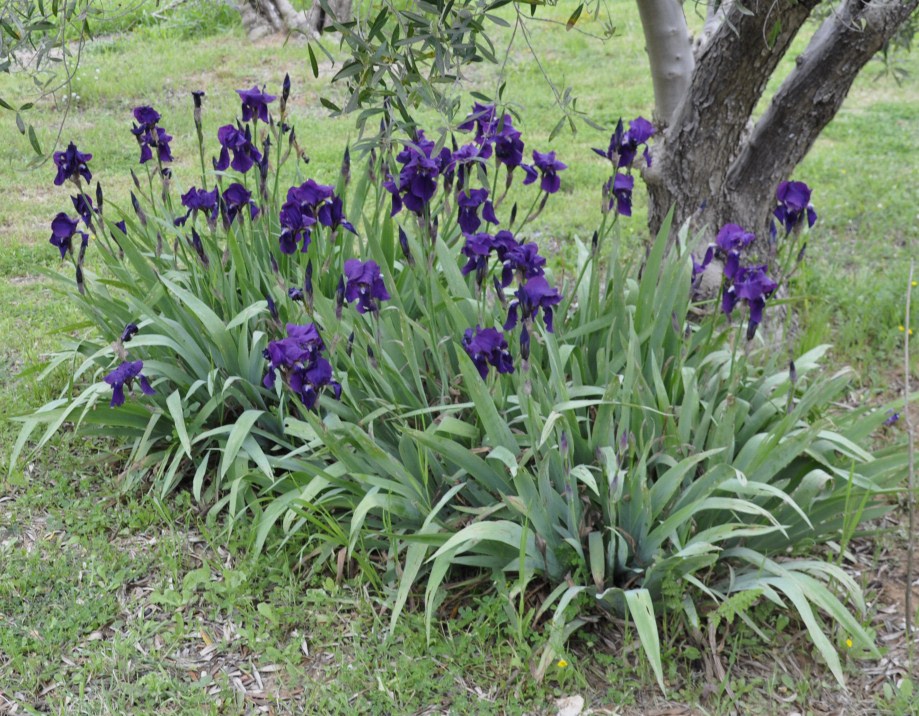 Image of Iris germanica specimen.