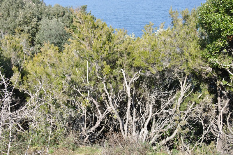 Image of Erica arborea specimen.