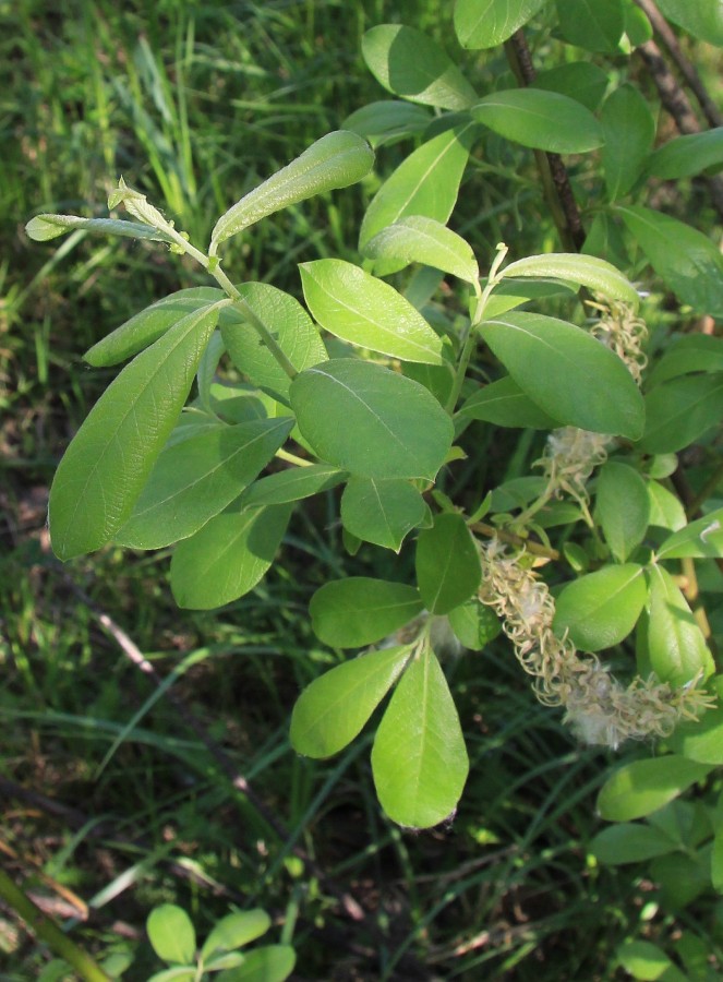 Image of Salix &times; multinervis specimen.