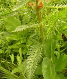 Pedicularis sibirica