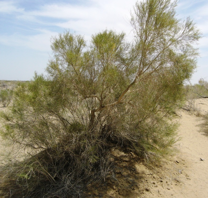 Image of Haloxylon aphyllum specimen.