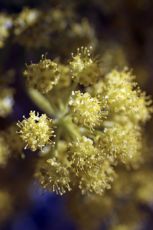 Изображение особи Ferula foetida.