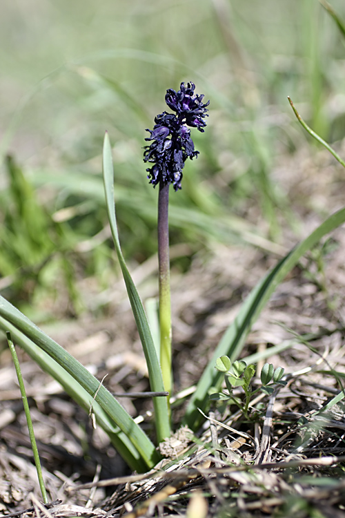 Image of Bellevalia turkestanica specimen.