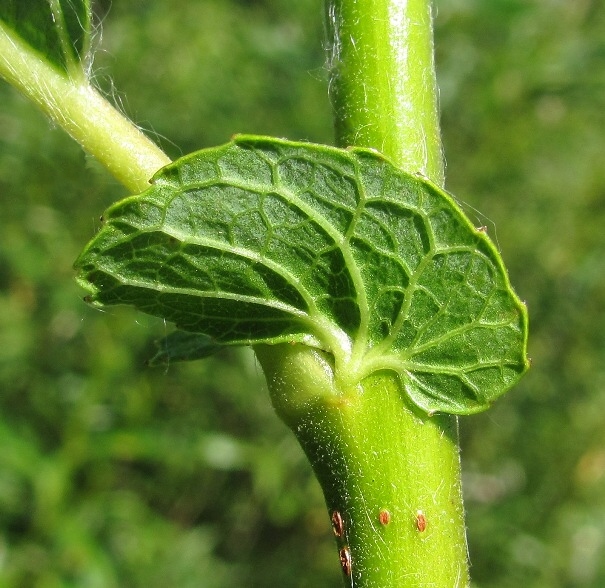 Image of Salix &times; tetrapla specimen.