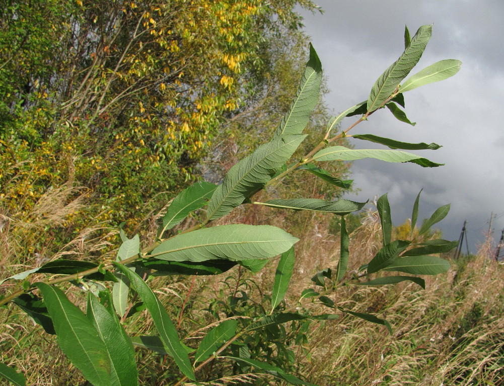 Image of Salix cinerea specimen.