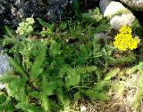 Achillea arabica. Цветущее растение. Копетдаг, Чули. Конец мая 2011 г.