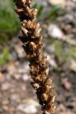 Plantago major