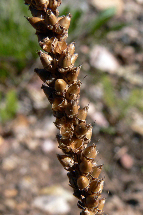 Изображение особи Plantago major.