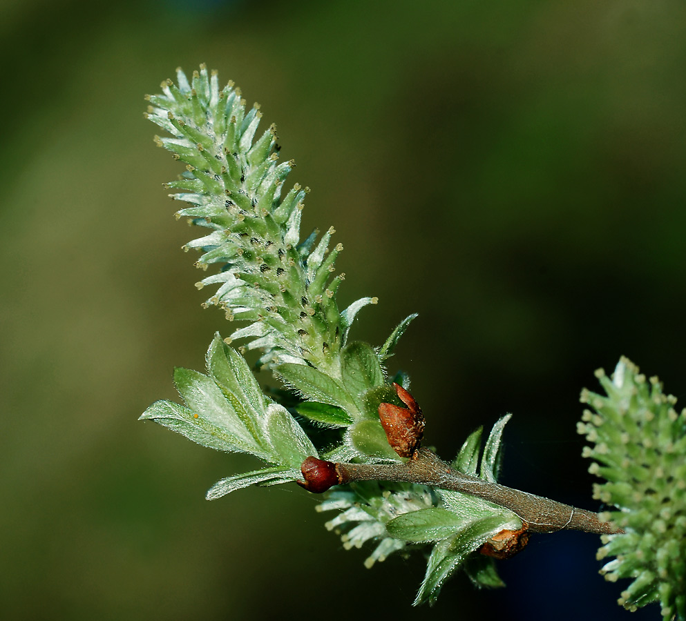 Image of Salix myrsinifolia specimen.