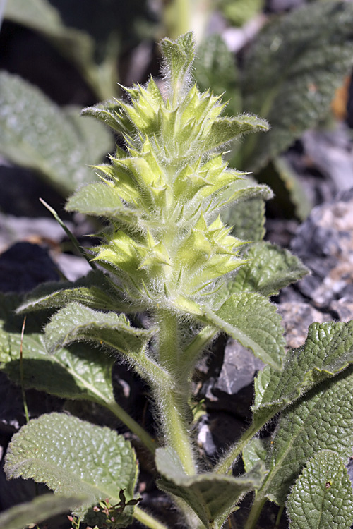 Image of Phlomoides tianschanica specimen.