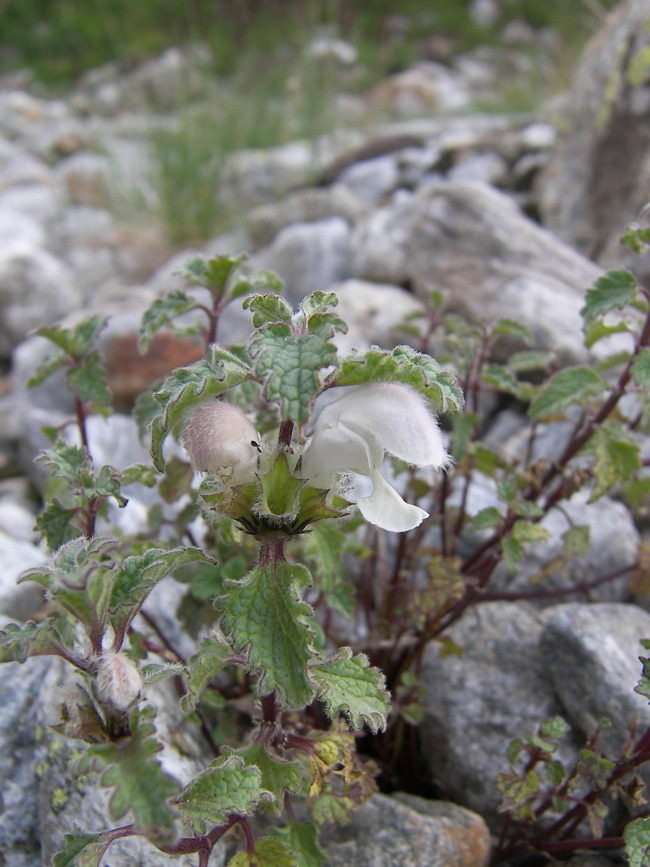 Image of Lamium tomentosum specimen.