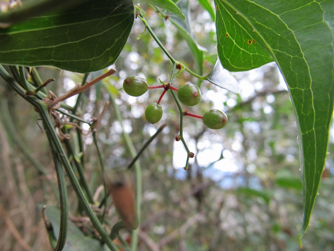 Image of Smilax aspera specimen.