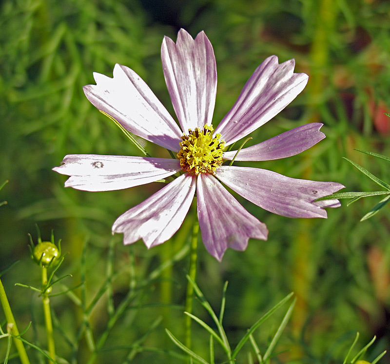 Изображение особи Cosmos bipinnatus.