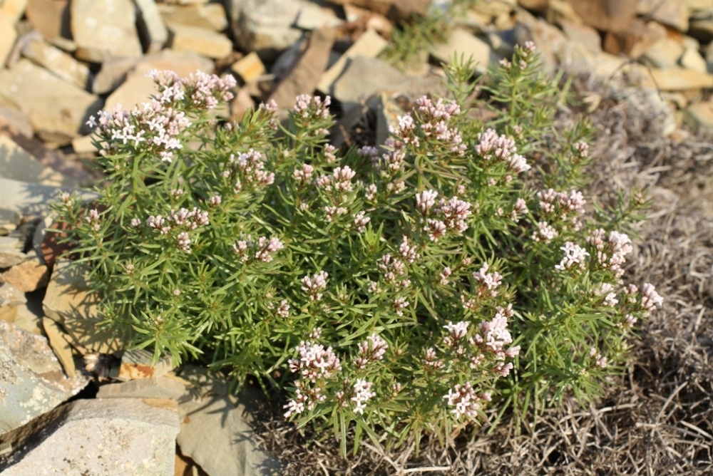 Image of Asperula cretacea specimen.