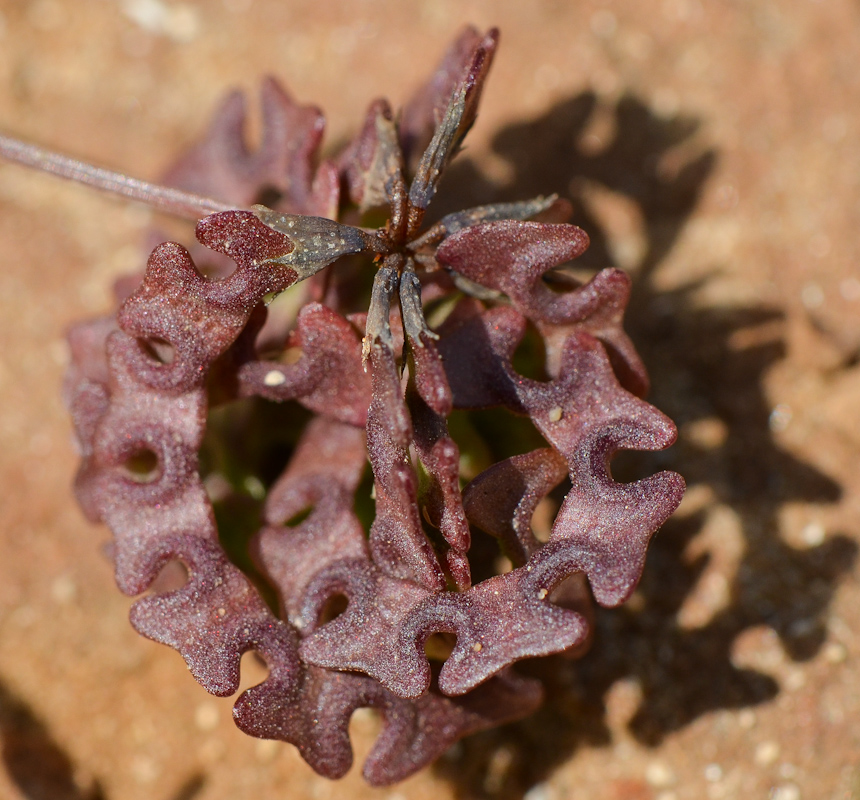 Image of Hippocrepis multisiliquosa specimen.