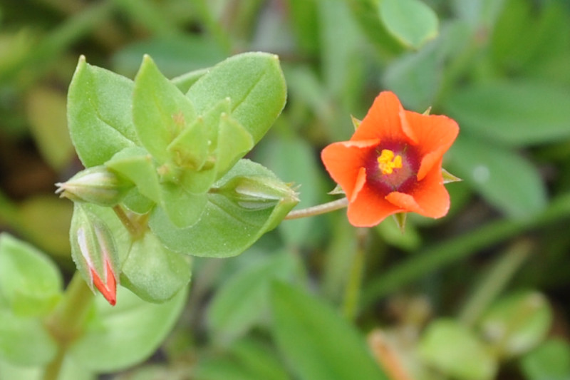 Image of Anagallis arvensis specimen.