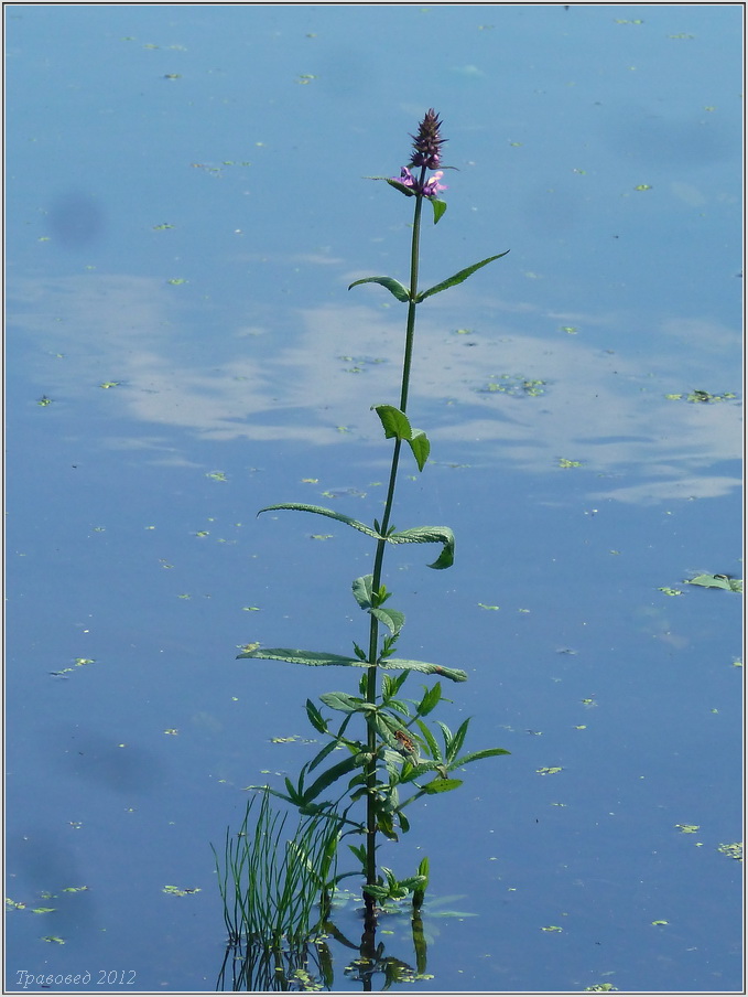 Image of Stachys palustris specimen.