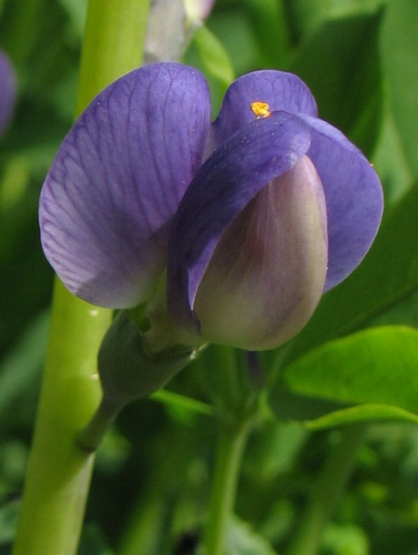 Image of Baptisia australis specimen.