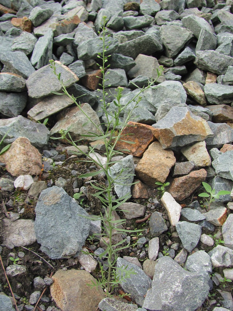 Image of Lepidium ruderale specimen.