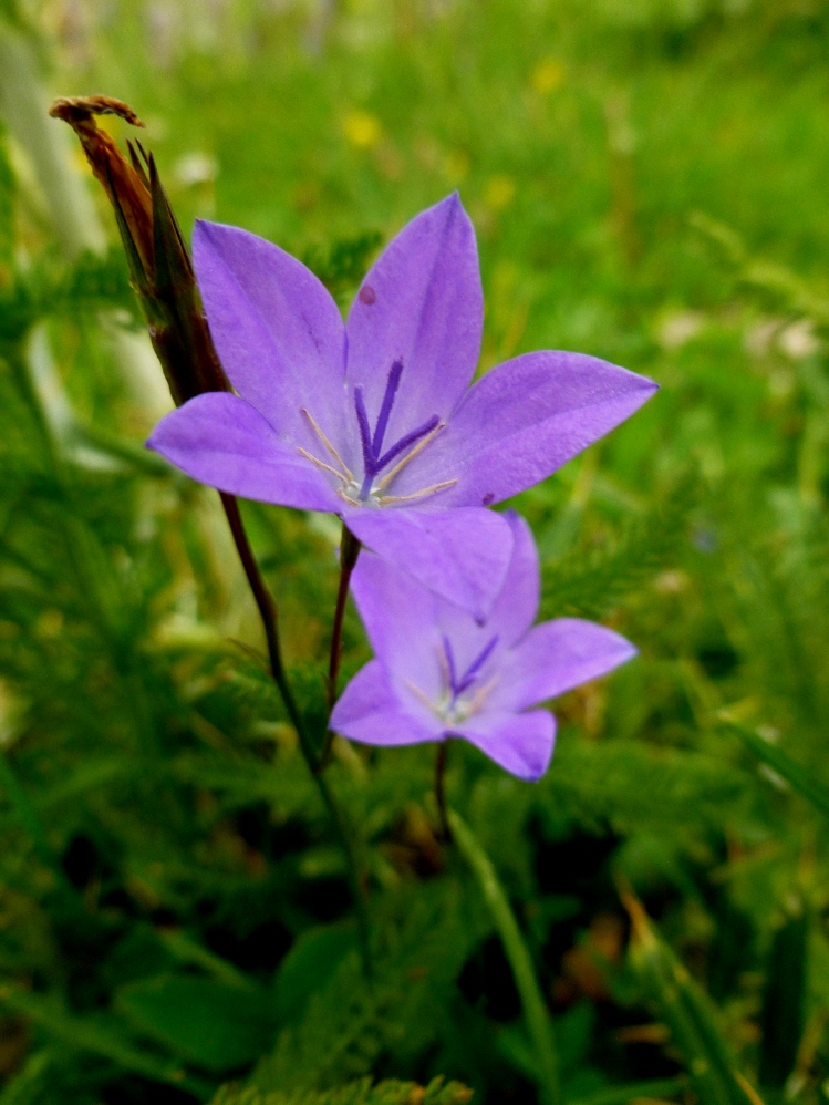 Изображение особи Campanula beauverdiana.