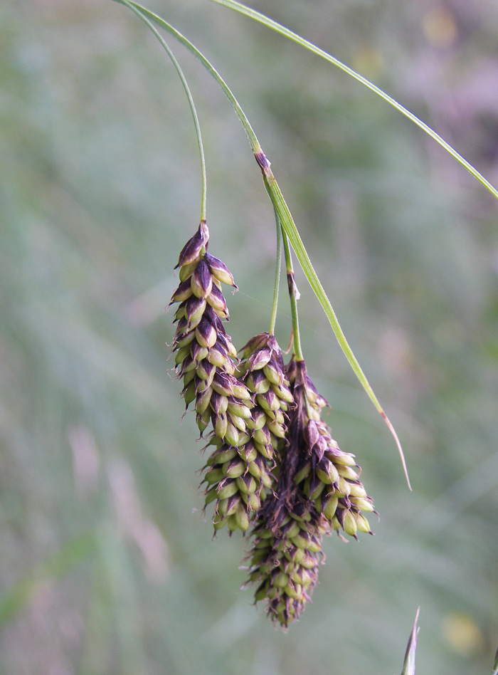 Image of Carex paupercula specimen.