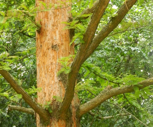 Изображение особи Metasequoia glyptostroboides.