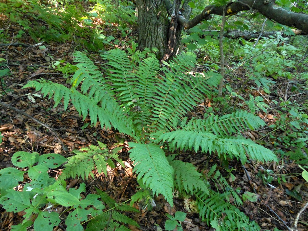 Image of Dryopteris crassirhizoma specimen.