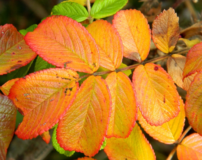 Image of Rosa rugosa specimen.