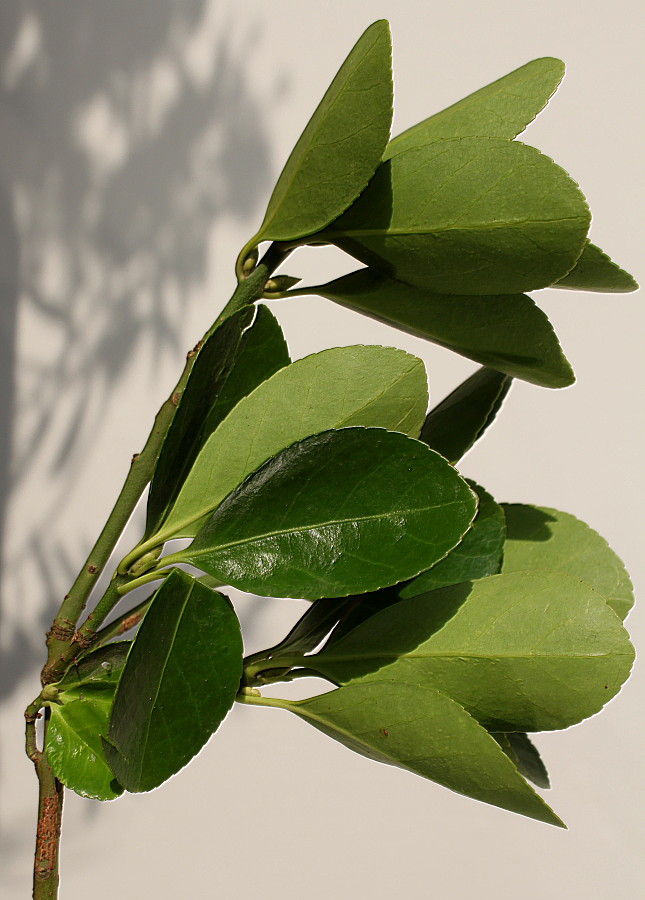 Image of Euonymus fortunei specimen.