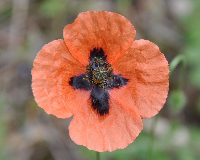 Image of Papaver lecoqii specimen.