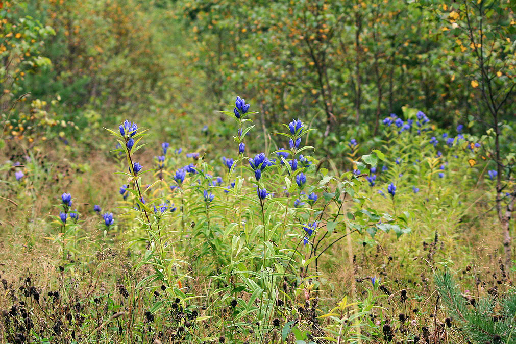 Изображение особи Gentiana triflora.