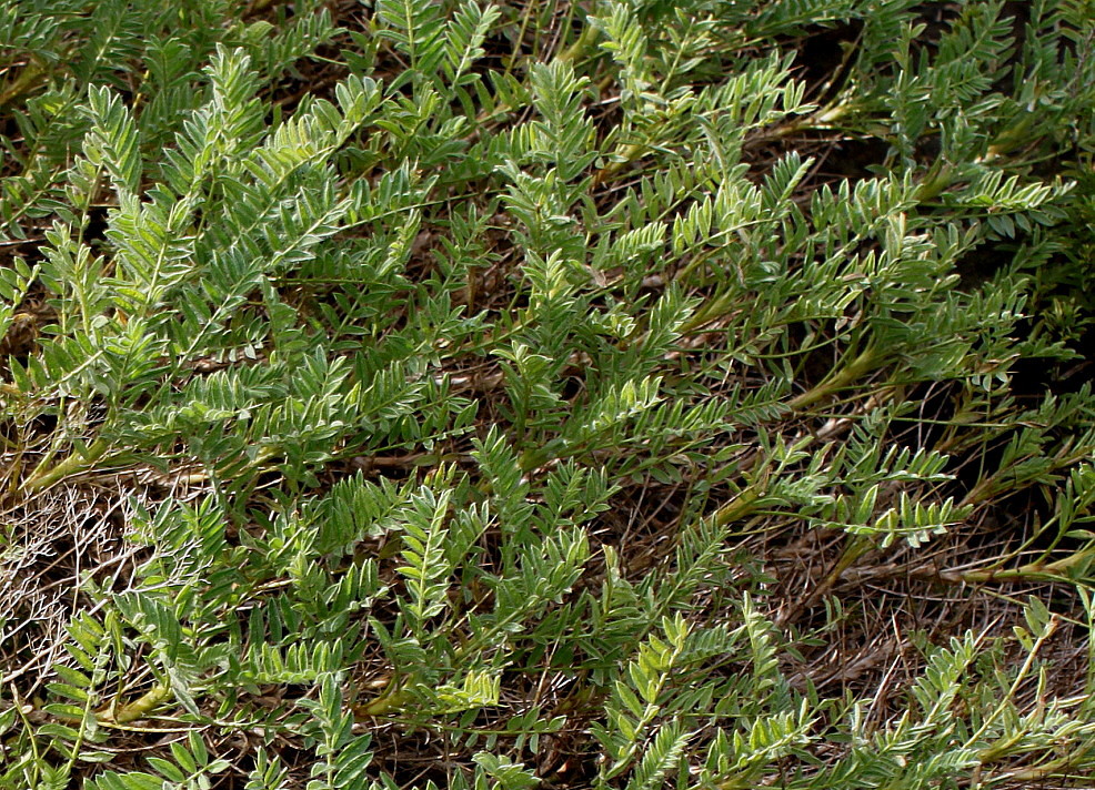 Image of Astragalus sempervirens specimen.