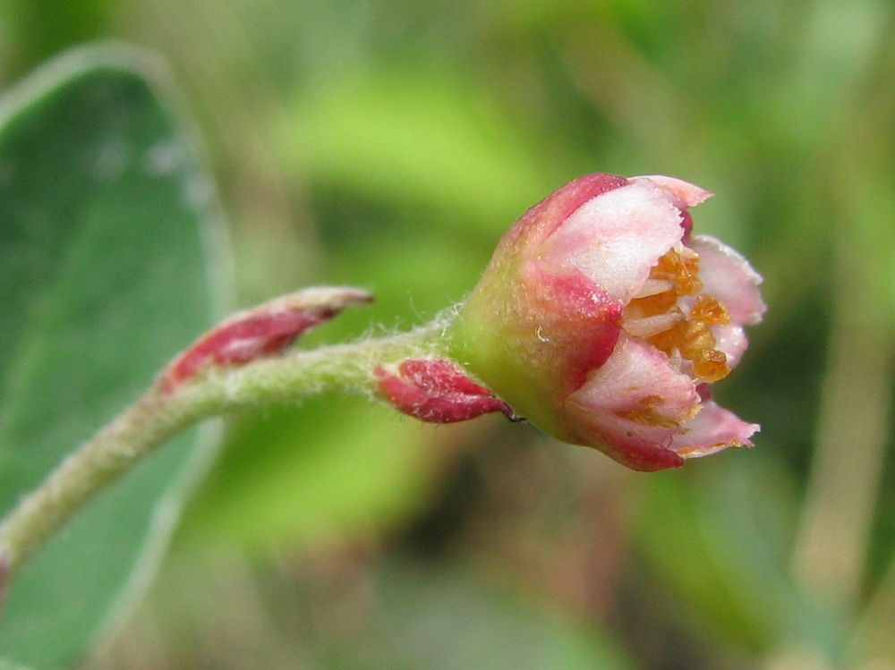 Image of Cotoneaster melanocarpus specimen.