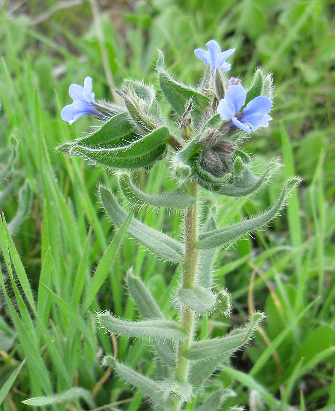 Image of Alkanna strigosa specimen.