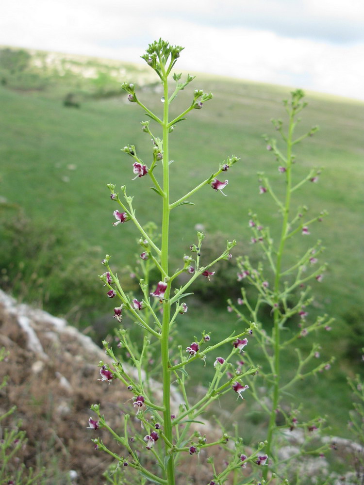 Изображение особи Scrophularia bicolor.