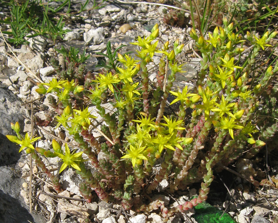 Image of Sedum acre specimen.